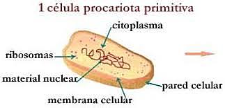 surgimiento célula procarionte