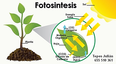 Primeros procesos de fotosíntesis