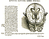 De humani corporis fabrica libri septem Anatomy Book Published