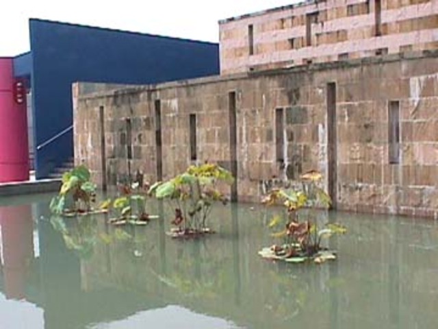 Water was stagnant and all the waterlily stalks looked stunted