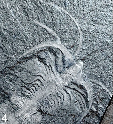 Fossilization of the Burgess Shale