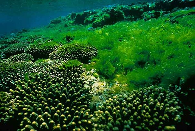 Waxy coated algae begin to live on land