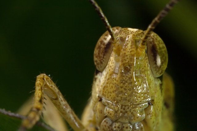 Beetles and weevils have evolved