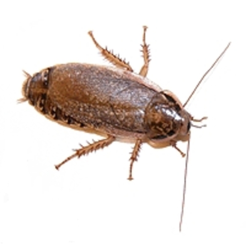 Roaches and termites have evolved