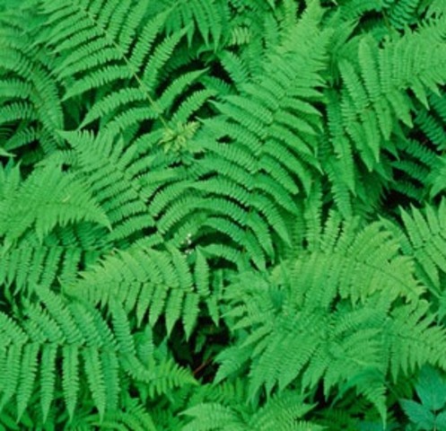 Modern ferns have evolved