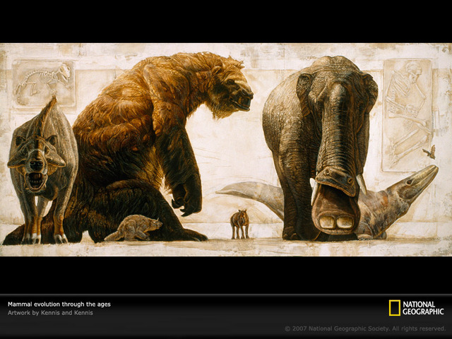 Appearance of mammals