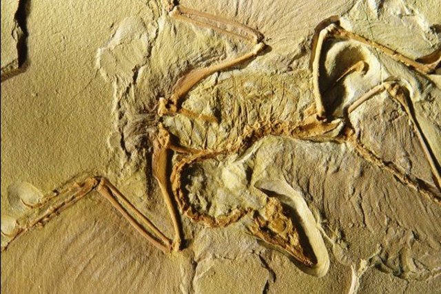 Archaeopteryx walks the Earth