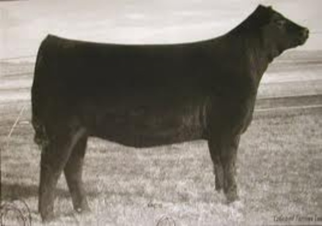 First Angus Cattle Came to The Untied States