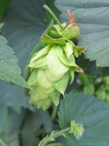 NC Specialty Crops Program begins to explore hop farming.