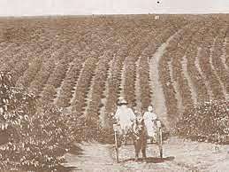 Café: crises de superprodução