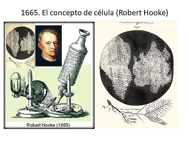 Robert Hooke describió los cuerpos fructificantes de los mohos