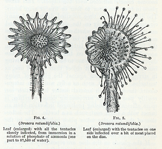 Insectivorous Plants Published