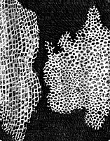 1665  por  primera vez  se  utiliza el término célula.