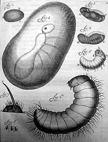ANTON VAN LEEUWENHOEK, EL PRIMER CAZADOR DE MICROBIOS