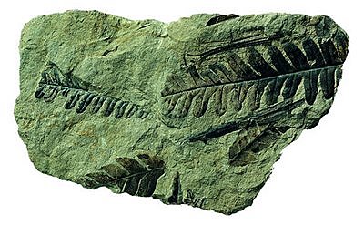PALEOZOICA