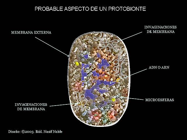 Los primeros microorganismos.