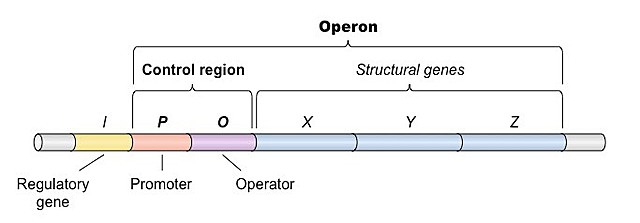 FRANCOIS JACOB Y JACQUES MONOD