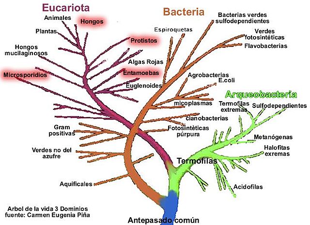 Ralph Wolfe y Carl Woese
