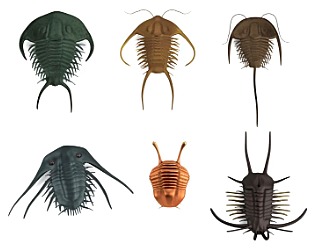 Los Trilobitos