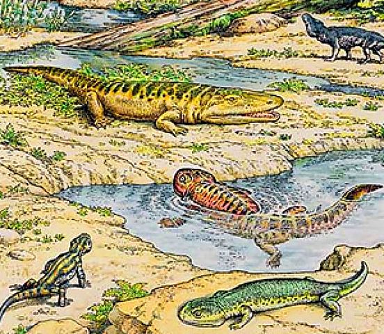 Los primeros reptiles