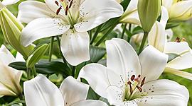 Timeline: Lily's Culture Timeline!