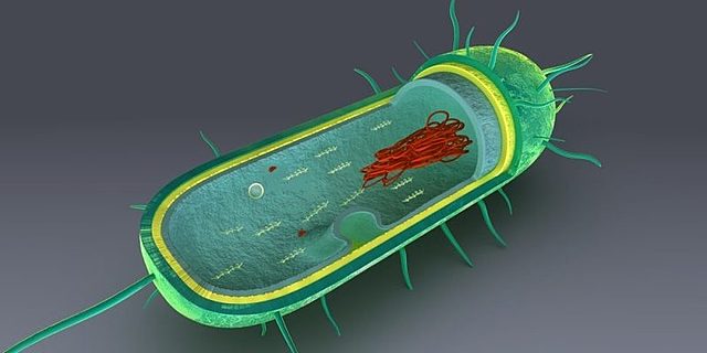 Aparició de la primera cèl·lula