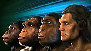 Evolucionen els humans moderns