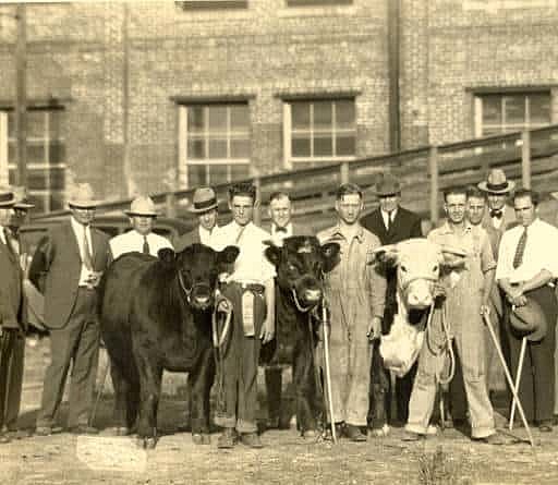 The First National Congress of Vocational Agriculture Students judge a livestock show
