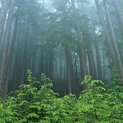 Timeline: El desarrollo sustentable.