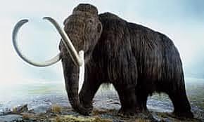 woolly mammoth