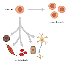 Stem Cells