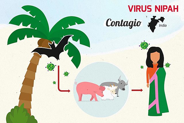 Virus Nipha