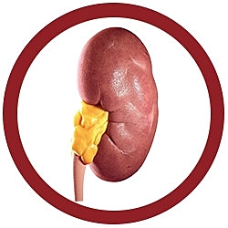 Mini-liver