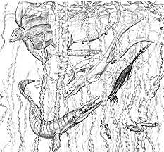 Kriit, esimesed õistaimed