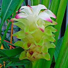 Comença la fotosíntesi