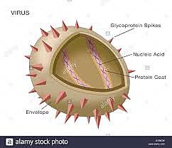 Virus Particle Structure