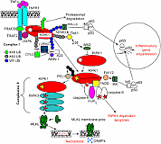 RIPKI inhibitors; metastatic melanoma remission