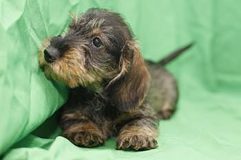 Trufa (la meva gossa)