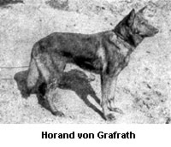 German Shepherd
