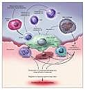 Rheumatoid arthritis pathway; C-reactive protein