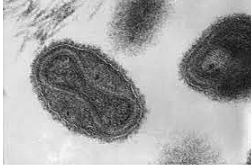 Persian physician Rhazes identifies smallpox