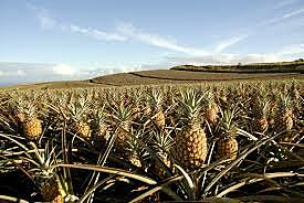 Went to a pineapple farm