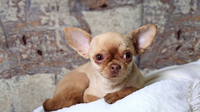 i started to speak and i started pre-k got my first pet