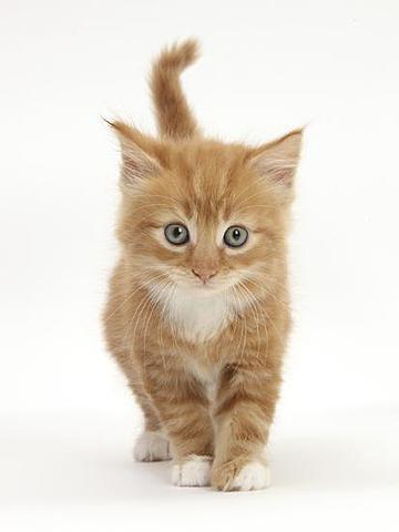 Kitten