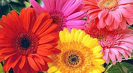 Timeline: Minha vida