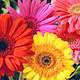 Tipos de flores gérbera