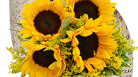 Timeline: Quarteto - Brenda - Bruna - Mileidy e Rute