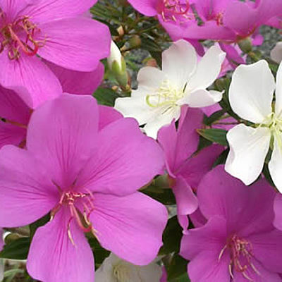 Timeline: MInha vida