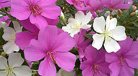 Timeline: MInha vida