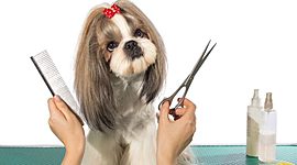 Timeline: Curso de Banho e Tosa